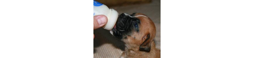 Baby Dog Milk 狗奶粉